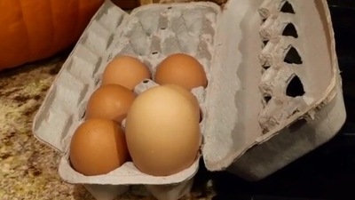 A family spots this rather unusual egg on the day of the Halloween. (Jukin Media) A family spots this rather unusual egg on the day of the Halloween. (Jukin Media)