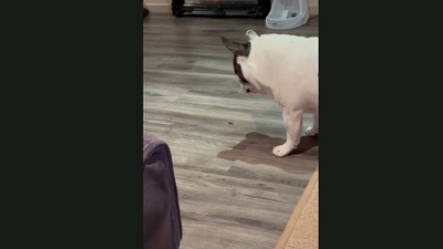 The dog tries to shoo away the insect by barking at it angrily. (Jukin Media)
