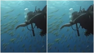Priyanka had a tryst with a group of small fishes. She can be seen smiling the brightest on seeing underwater life, up and close. (Instagram/@priyankachopra) Priyanka had a tryst with a group of small fishes. She can be seen smiling the brightest on seeing underwater life, up and close. (Instagram/@priyankachopra)