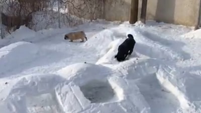 The dogs enjoy moving in and out of the snow tunnels created by their human. (Jukin Media)