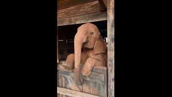 The image shows a cute baby elephant named Kinyei. (Instagram/@sheldricktrust)