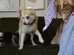 Woman wears Halloween mask to prank her dogs.(Instagram/@lifewithkleekai) Woman wears Halloween mask to prank her dogs.(Instagram/@lifewithkleekai)