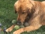 This dog is a pro at the game of fetch, as he finds all the balls. Screengrab This dog is a pro at the game of fetch, as he finds all the balls. Screengrab