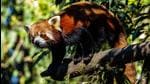 Over the years, red pandas, a reddish-brown arboreal mammal different from iconic black-and-white giant panda, faced several challenges such as habitat loss, poaching for meat and fur, and illegal capture for pet trade (Parveen Kaswan) Over the years, red pandas, a reddish-brown arboreal mammal different from iconic black-and-white giant panda, faced several challenges such as habitat loss, poaching for meat and fur, and illegal capture for pet trade (Parveen Kaswan)