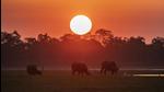 Opinion will be sought from forest officials on the idea of generating private and corporate funding for wildlife conservation in India. (AP Photo/Representative use) Opinion will be sought from forest officials on the idea of generating private and corporate funding for wildlife conservation in India. (AP Photo/Representative use)