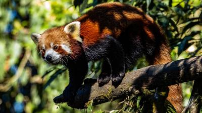 Over the years, red pandas, a reddish-brown arboreal mammal different from iconic black-and-white giant panda, faced several challenges such as habitat loss, poaching for meat and fur, and illegal capture for pet trade (Parveen Kaswan) Over the years, red pandas, a reddish-brown arboreal mammal different from iconic black-and-white giant panda, faced several challenges such as habitat loss, poaching for meat and fur, and illegal capture for pet trade (Parveen Kaswan)