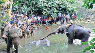 On May 27 last year, a 15-year-old pregnant elephant died in Malappuram after it ate a cracker-filled pineapple. (AP) On May 27 last year, a 15-year-old pregnant elephant died in Malappuram after it ate a cracker-filled pineapple. (AP)