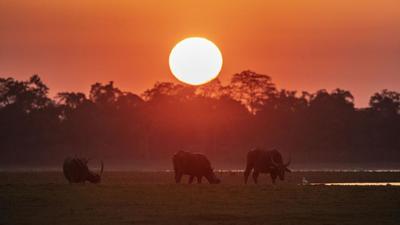 Opinion will be sought from forest officials on the idea of generating private and corporate funding for wildlife conservation in India. (AP Photo/Representative use)