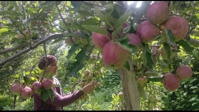 The SKM had launched a statewide protest when apple prices had crashed in September causing heavy losses to farmers. (HT File) The SKM had launched a statewide protest when apple prices had crashed in September causing heavy losses to farmers. (HT File)