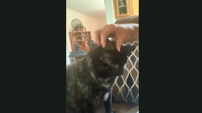 The video of the cat makes for a sweet watch. (Jukin Media)