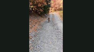The image shows the cougar walking behind the hiker. (Jukin Media)