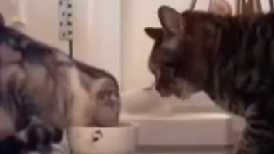 Two cats take turns to eat from the same bowl. (Instagram/@ sweetcatstime )