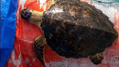 Shaunak Modi, a Mumbai-based marine biologist and director of the Coastal Conservation Foundation, pointed out that the exact location of the turtle was less than 200 metres away from the site of the coastal road reclamation. (Nitesh Patil) Shaunak Modi, a Mumbai-based marine biologist and director of the Coastal Conservation Foundation, pointed out that the exact location of the turtle was less than 200 metres away from the site of the coastal road reclamation. (Nitesh Patil)