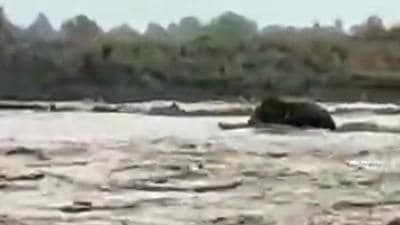 Elephant stranded in Gaula river in Nainital swimming back to safety. (HT Video Grab/ Best Quality Available)