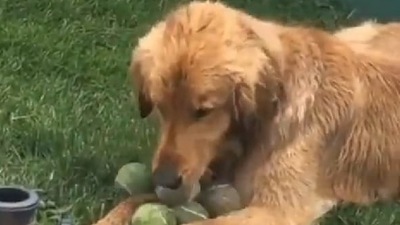 This dog is a pro at the game of fetch, as he finds all the balls. Screengrab