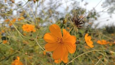 Cosmos Sulphurous. The campaign will kick-off from Taljai tekdi in Pune at 7.30am on October 21 with invasive plant Cosmos uprooting drive to help preserve the rich biodiversity on the tekdi. (HT) Cosmos Sulphurous. The campaign will kick-off from Taljai tekdi in Pune at 7.30am on October 21 with invasive plant Cosmos uprooting drive to help preserve the rich biodiversity on the tekdi. (HT)