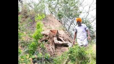 Punjab rural development department director Manpreet Singh has issued an order restraining panchayats from auctioning and cutting trees on village land till further orders. (HT file photo) Punjab rural development department director Manpreet Singh has issued an order restraining panchayats from auctioning and cutting trees on village land till further orders. (HT file photo)