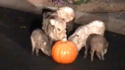 The pigs munch on a Halloween pumpkin on an empty street in the middle of night. (Jukin Media)