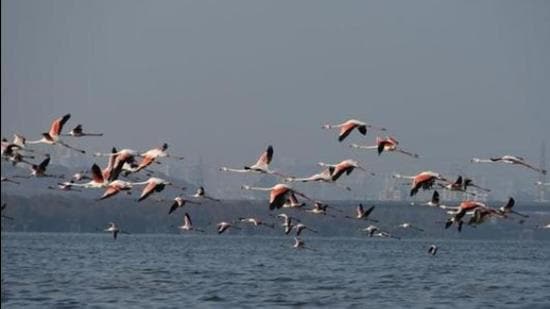 The Union environment ministry has notified the final demarcation of the eco-sensitive zone (ESZ) around Thane Creek Flamingo Sanctuary (TCFS) (HT FILE)