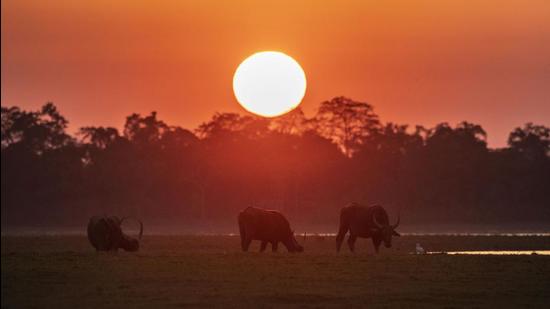 Opinion will be sought from forest officials on the idea of generating private and corporate funding for wildlife conservation in India. (AP Photo/Representative use) Opinion will be sought from forest officials on the idea of generating private and corporate funding for wildlife conservation in India. (AP Photo/Representative use)