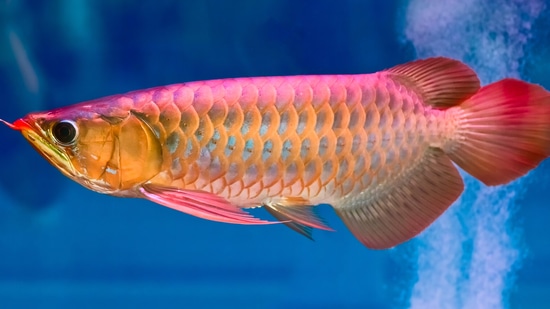 If you keep Arowana fish inside the house then it is very beneficial.