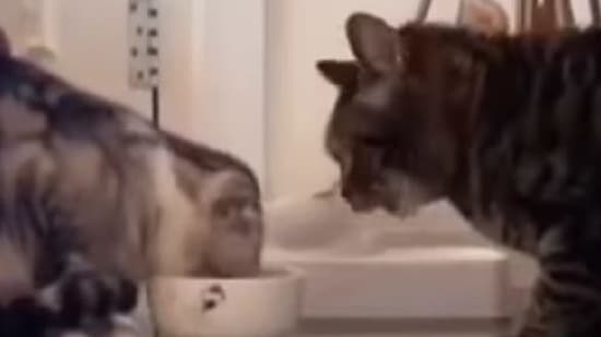 Two cats take turns to eat from the same bowl.(Instagram/@ sweetcatstime )