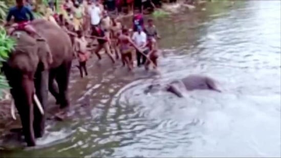 A case was registered against the duo in June last year after they fed a 15-year-old pregnant elephant a pineapple stuffed with crackers. (ANI via Reuters)