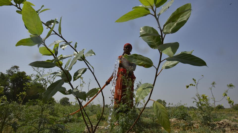 DDA officials said they are also struggling to provide land for compensatory afforestation. DDA officials said they are also struggling to provide land for compensatory afforestation.