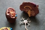 Some viral diseases may possibly contribute to neurodegenerative diseases such as Alzheimer's and Parkinson's disorder, according to a study.(Unsplash) Some viral diseases may possibly contribute to neurodegenerative diseases such as Alzheimer's and Parkinson's disorder, according to a study.(Unsplash)