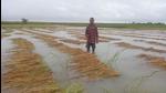 Damage to paddy crop was also reported from Bhojpur district. (HT Photo)