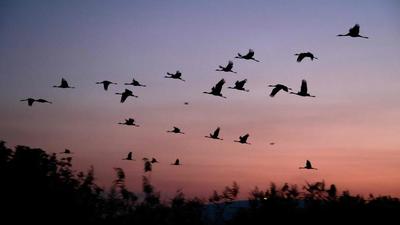 Birds prepare for continuous flight for weeks. They start to eat immense amounts of food. They store more fat and gain weight (AFP) Birds prepare for continuous flight for weeks. They start to eat immense amounts of food. They store more fat and gain weight (AFP)