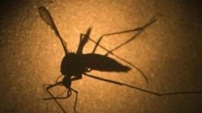 Among the 18 deaths recorded this year in Mohali district, 16 took place in October alone and two in September. (AP) Among the 18 deaths recorded this year in Mohali district, 16 took place in October alone and two in September. (AP)