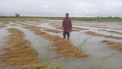 Damage to paddy crop was also reported from Bhojpur district. (HT Photo) Damage to paddy crop was also reported from Bhojpur district. (HT Photo)