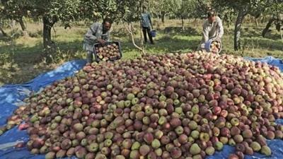 Apple growers have been asked to harvest crop without wasting time by the Jammu and Kashmir horticulture department as snowfall is expected soon. (HT Photo/File/Representative use)