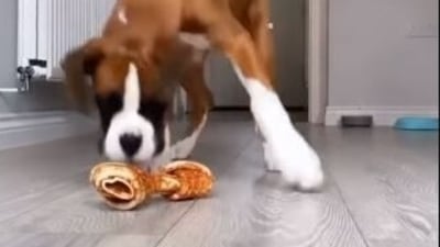 Dog sniffing a bone (Instagram/@dogsofinstagram)