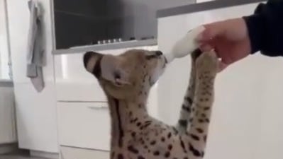 Kitten has milk from bottle (Instagram/@landoffluff)