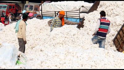 Officials said Bathinda and Mansa in Punjab are the worst-hit districts where 80% area under cotton crop has suffered 76-100% damage due to pink bollworm attack. Officials said Bathinda and Mansa in Punjab are the worst-hit districts where 80% area under cotton crop has suffered 76-100% damage due to pink bollworm attack.