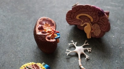 Some viral diseases may possibly contribute to neurodegenerative diseases such as Alzheimer's and Parkinson's disorder, according to a study. (Unsplash) Some viral diseases may possibly contribute to neurodegenerative diseases such as Alzheimer's and Parkinson's disorder, according to a study. (Unsplash)