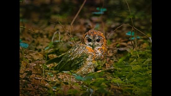Extremely rare and endangered Mottled Wood Owl clicked by doctor Arpit Bansal in Prayagraj. (Sourced)