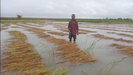 Damage to paddy crop was also reported from Bhojpur district. (HT Photo)