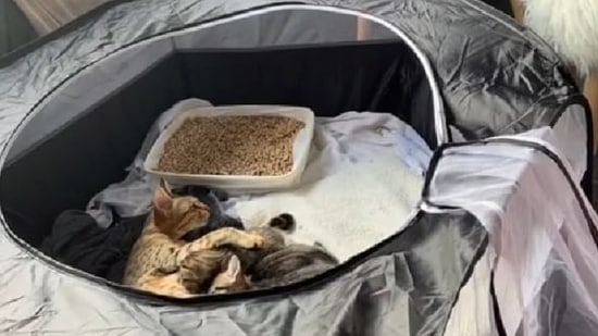 The clip showcases a papa cat meeting the kittens for the first time ever.(Instagram/@landoffloof) The clip showcases a papa cat meeting the kittens for the first time ever.(Instagram/@landoffloof)