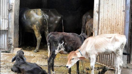 Residential areas suffer as Patiala dairy units go about their business in terms of hygiene; dairy units claim CM had directed a halt to the then DC, still fresh notices to shift issued. (HT file photo)