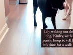 Service pup wakes deaf dog(Instagram/@lily_evans_service_pup) Service pup wakes deaf dog(Instagram/@lily_evans_service_pup)