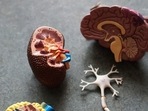 Poor sleep and Alzheimer's disease are both associated with cognitive decline, and separating out the effects of each has proven challenging.(Unsplash) Poor sleep and Alzheimer's disease are both associated with cognitive decline, and separating out the effects of each has proven challenging.(Unsplash)