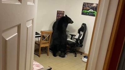 Bear inside home in Northern Alberta (Facebook/@sean.reddy.52) Bear inside home in Northern Alberta (Facebook/@sean.reddy.52)