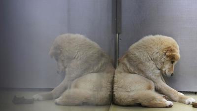The accused claimed the stray dog had bitten their sister. (Reuters File Photo/For representation only)