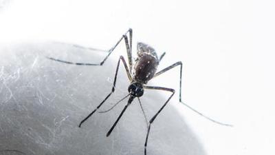 With the fresh cases, the total number of confirmed dengue cases in Ludhiana has reached 580 this year, while 2,075 others are also suspected to have contracted the infection. (Satish Bate/HT PHOTO) With the fresh cases, the total number of confirmed dengue cases in Ludhiana has reached 580 this year, while 2,075 others are also suspected to have contracted the infection. (Satish Bate/HT PHOTO)