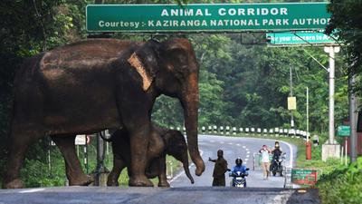 The report noted a lack of coordination between district administration, forest department, and police and blamed it for the violations of the ruling. (AFP Photo) The report noted a lack of coordination between district administration, forest department, and police and blamed it for the violations of the ruling. (AFP Photo)