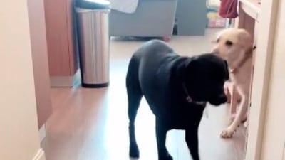 Service pup wakes deaf dog (Instagram/@lily_evans_service_pup) Service pup wakes deaf dog (Instagram/@lily_evans_service_pup)