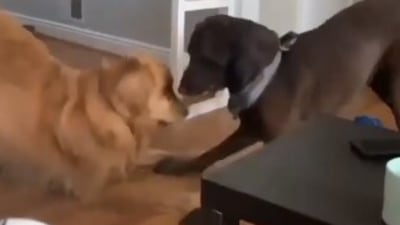 Dog's secret handshake (Instagram/@dogsofinstagram)